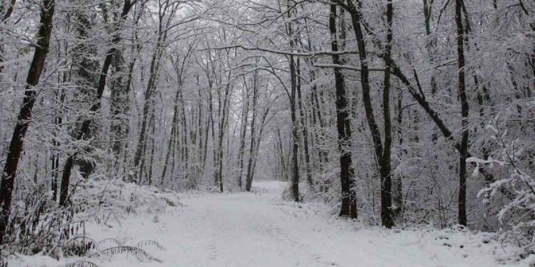 Avrupa’nın en büyüğü Türkiye’de! Kocaeli’nin Ormanya’sı beyaza büründü, duru haliyle ziyaretçilerini ağırlıyor 5